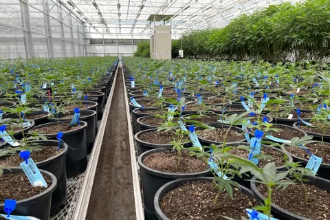Missouri Cannabis Regulations
