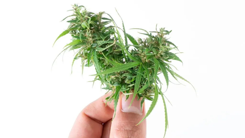 Why THC Drinks Offer a Healthier Buzz Than Alcohol