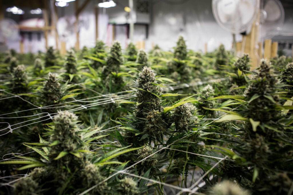 Role of Technology in Building Dispensary Loyalty