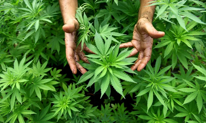 Key Factors That Build Loyalty in a Quality Dispensary