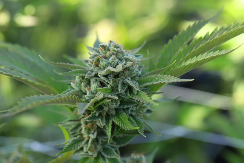 Cannabis Flower and Its Core Properties