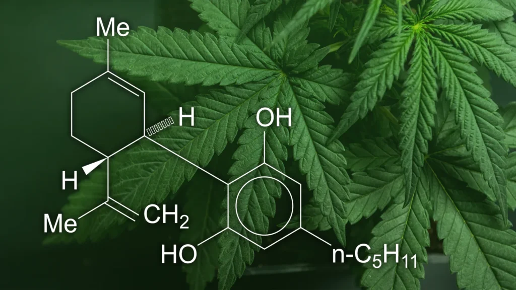 Common Uses of CBD in Daily Life