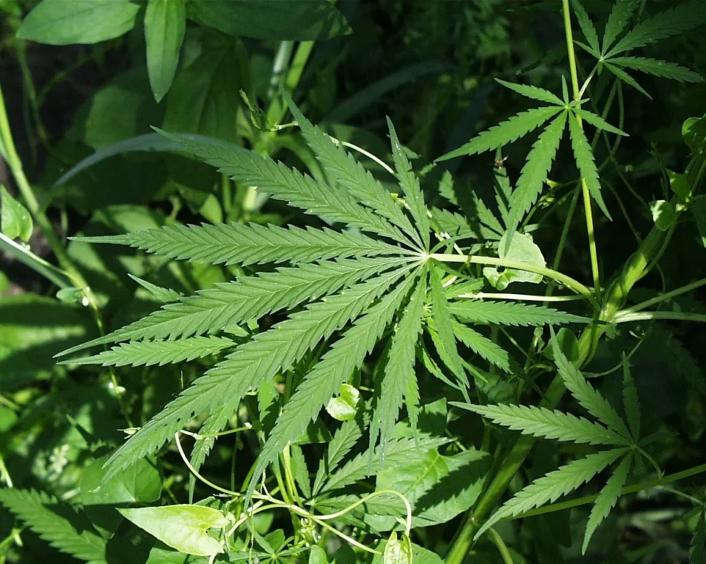 Psychology Behind Buyer Decisions in Dispensaries