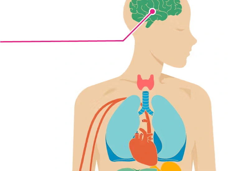 Cannabinoid Interaction Effects in Human Systems
