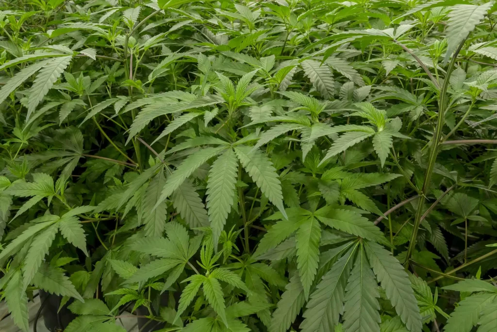 Pain relief benefits, cannabinoids, terpenes, approval step
