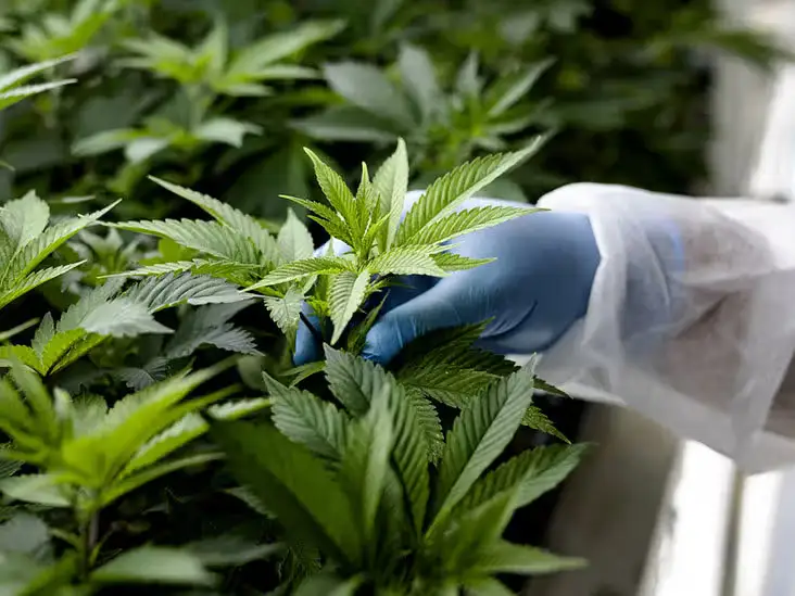Therapeutic Effects of Cannabinoids and Terpene Use