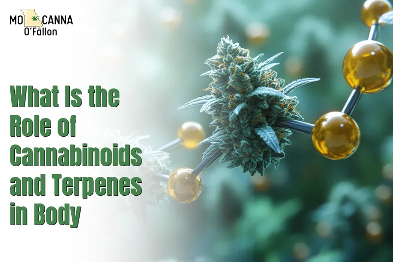What Is the Role of Cannabinoids and Terpenes in the Body