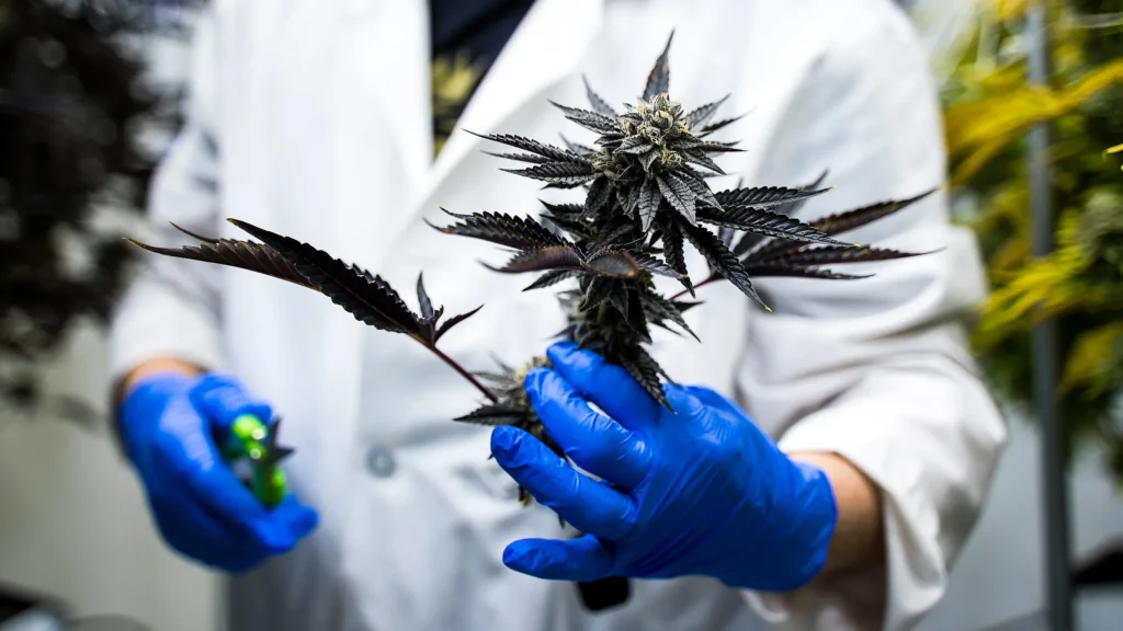 Mood, stress, changes, cannabinoids, and terpenes impact