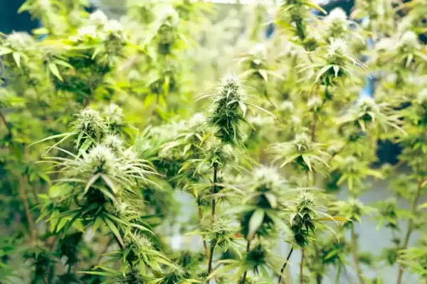 Molecular Function of Cannabinoids and Terpenes' Roles