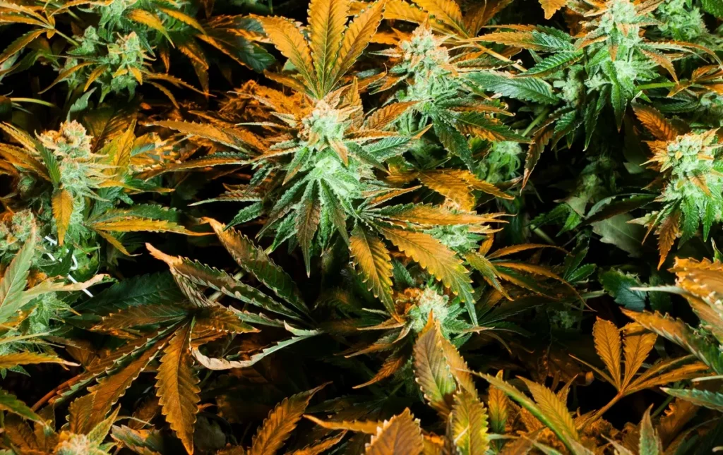 Then vs. Now: Cannabis Sourcing