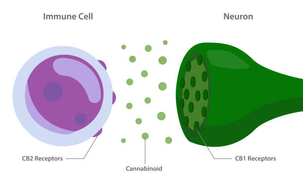 Where Cannabinoid Receptors Are Found in the Body