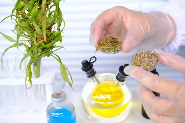 Cannabis Extraction Explained From Plant to Pure Extract