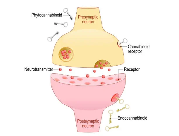 Signs Your Endocannabinoid System May Need Better Support