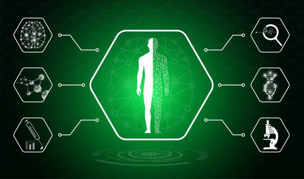 How the Endocannabinoid System Keeps Your Body in Balance
