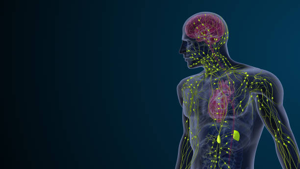Why Your Body Depends on the Endocannabinoid System