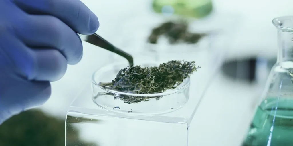 Ethanol Remains Important in Cannabis Extraction